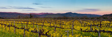 Napa Valley Wine Country Panorama At Sunset In Winter. Napa California Vineyard With Mustard And Bare Vines. Purple Mountains At Dusk With Wispy Clouds.
