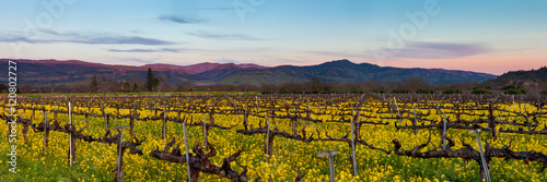Foto Napa Valley wine country panorama at sunset in winter