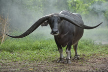 Water Buffalo In Thailand , He Is Very Long .