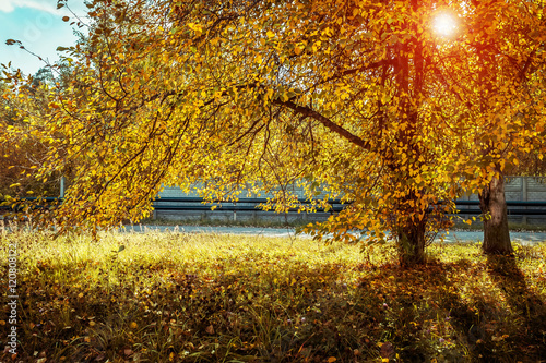 Foto-Lamellenvorhang - The sun shines through the trees in autumn (von sergofan2015)