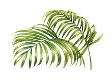 Watercolor Painting Of Coconut Palm Leaves Isolated On White Background