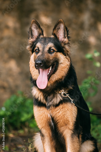 Portrait Of Medium Size Long Haired Mongrel Black And Red Dog