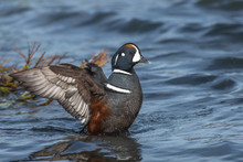 Harlequin Duck (histrionicus Histrionicus) Stretching Wings