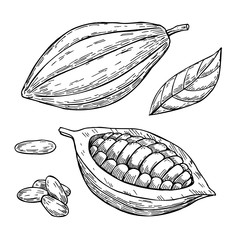 Sticker - Cocoa vector superfood drawing set. Isolated hand drawn  illustr