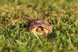 Breitrandschildkröte, Testudo marginata, beim Fressen
