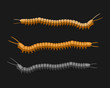 Millipede Worms Vector