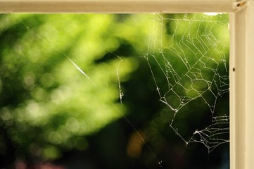 spider web