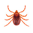 The brown dog tick or Rhipicephalus sanguineus or kennel tick or pan-tropical dog tick is a species of tick family Ixodidae isolated on white background, dorsal view of insect.