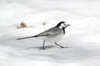 © fotoparus - White Wagtail (Motacilla alba)