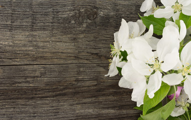Wall Mural - Spring apple tree blossom on rustic wooden background 