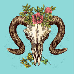 Wall Mural - illustration  animal skull