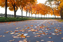 Empty Road And Colorful Yellow, Green And Red Trees In Autumn Park