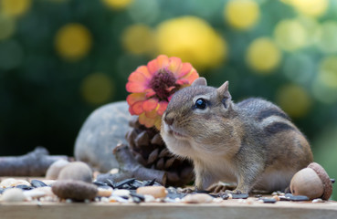 Chipmunk looks straight ahead with stuffed cheeks in Autumn scene