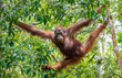 Great Ape on the tree. Central Bornean orangutan  ( Pongo pygmaeus wurmbii ) in natural habitat. Wild nature in Tropical  Rainforest of Borneo.