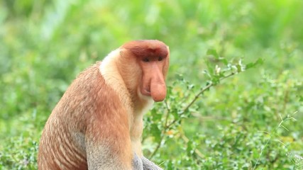 Wall Mural - Proboscis Monkey