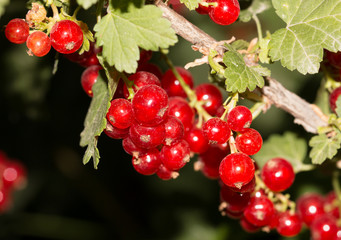 Wall Mural - red currants on branch