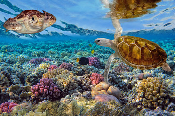  Green turtle swimming in blue ocean