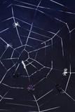 Fototapeta Do przedpokoju - Spider web against black background