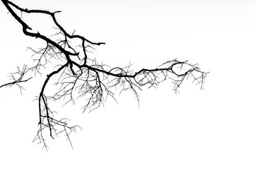 dry twig on the tree in black and white