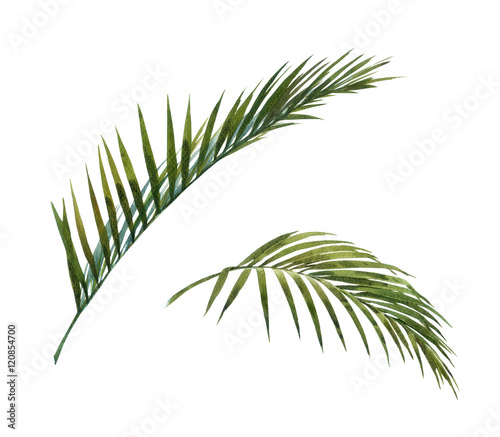 Naklejka na kafelki Liście palmy kokosowej na białym tle