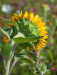 Sunflower field - Rückseite einer Sonnenblume