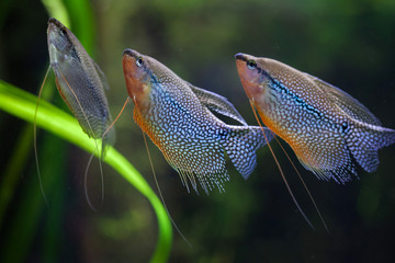 Canvas Print - Pearl gourami (Trichopodus leerii)