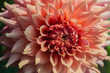 © Yuri Bizgaimer - beautiful pink dahlias