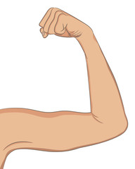 female well toned biceps. bent arm showing progress after fitnes