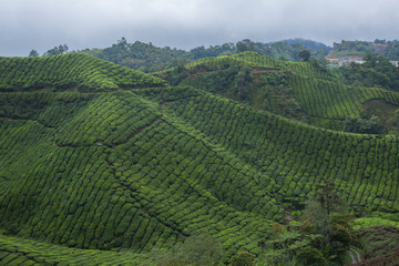 Wall Mural - Tea plantation in Cameron highlands,mountain hills in Malaysia