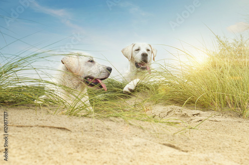 Zwei Kleine Susse Labrador Hunde Welpen In Dunen Am Strand Einer Insel Im Urlaub Kaufen Sie Dieses Foto Und Finden Sie Ahnliche Bilder Auf Adobe Stock Adobe Stock