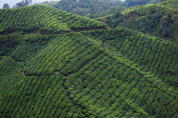 Wall Mural - Tea plantation in Cameron highlands,mountain hills in Malaysia