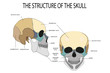 anatomy of the human skull