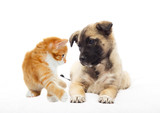 Fototapeta Koty - Beige puppy and kitten together looking
