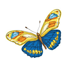 Beautiful Butterfly  With Colorful Wings. Draw Design. Vector Illustration