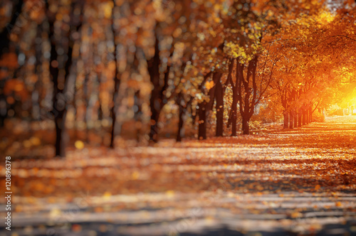 Foto-Schiebegardine mit Schienensystem - blurred autumn background (von ver0nicka)