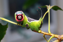 Fat Caterpillar Free Stock Photo - Public Domain Pictures