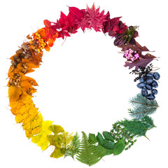 Wall Mural - natural leaves arranged as a colorful circle. colors of autumn.