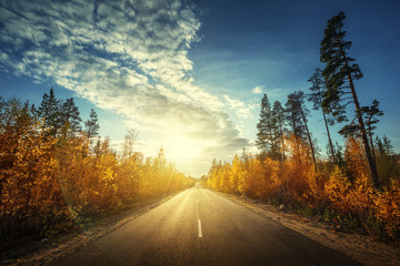 Wall Mural - road in north forest in autumn time