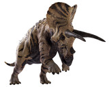 Fototapeta  - 3D rendering of Triceratops charging, isolated on white background.