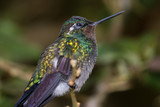 Fototapeta Sawanna - Black bellied hummingbird - Eupherusa nigriventris