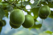 Momordica grosvenor fruits