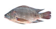 fish,Oreochromis nilotica  isolated on white background