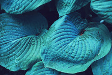 Blue Huge Leaf Plant Close Up Photo