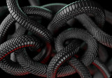 Black Snakes Abstract Background. 3D illustration