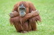 Orang outan - Pongo pygmaeus - en gros plan 