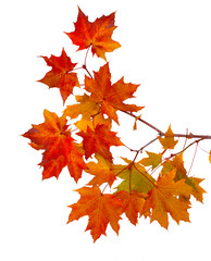 Wall Mural - branch of autumn leaves isolated on white background