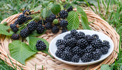 Poster - Ripe juicy blackberries with leaves in a wicker plate