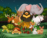 Fototapeta Fototapety na ścianę do pokoju dziecięcego - Different types of wild animals in park