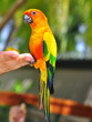 Perroquet tropical