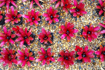 Top view of the bromeliad decoration plant on the gravel floor